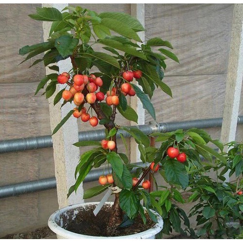 Hạt giống Cherry Mỹ F1 - Gói 0,5Gr