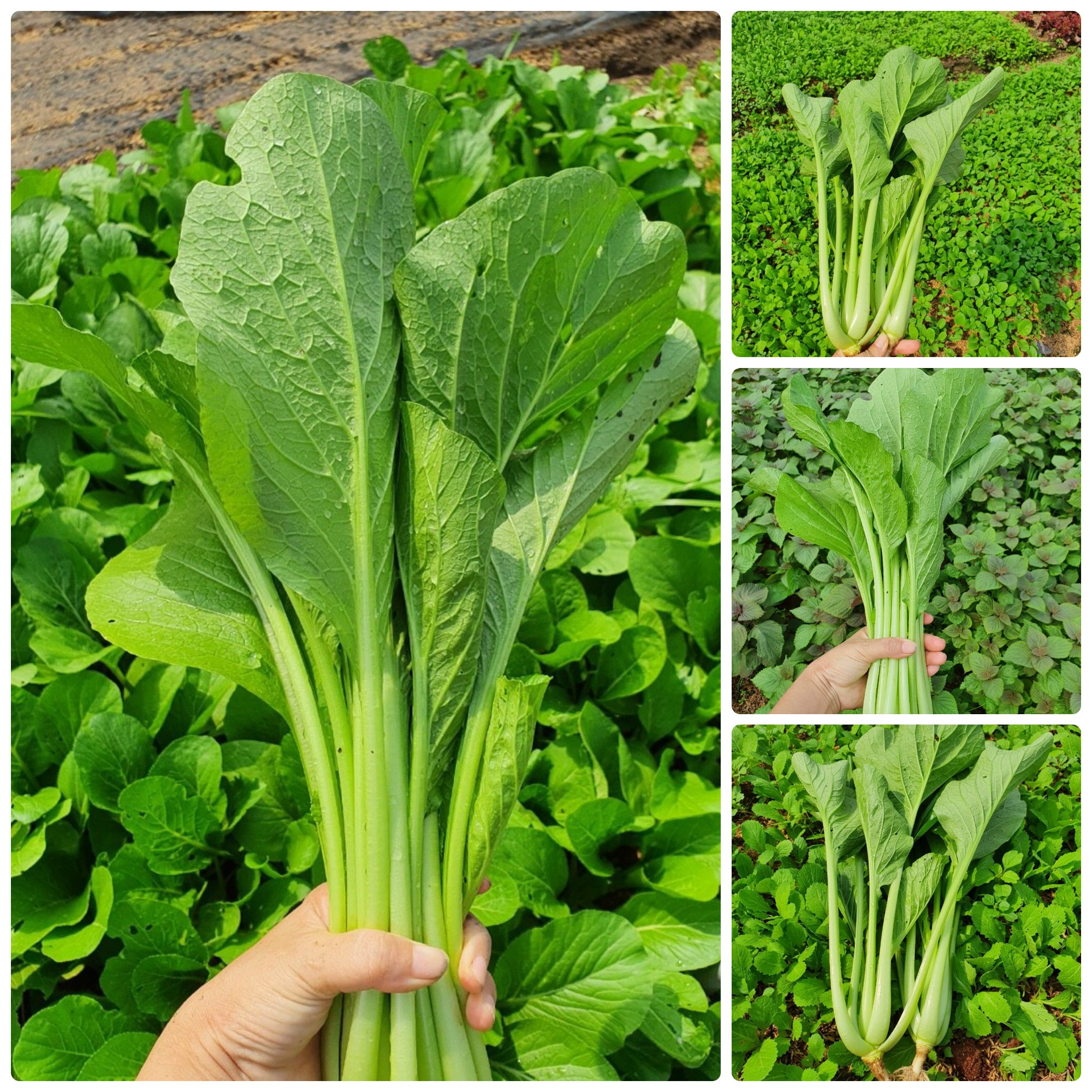 Hạt giống Cải ngọt gói 50gr