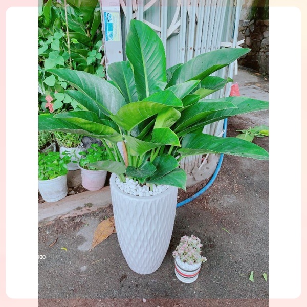 Chậu cây trầu bà đế vương xanh 1m