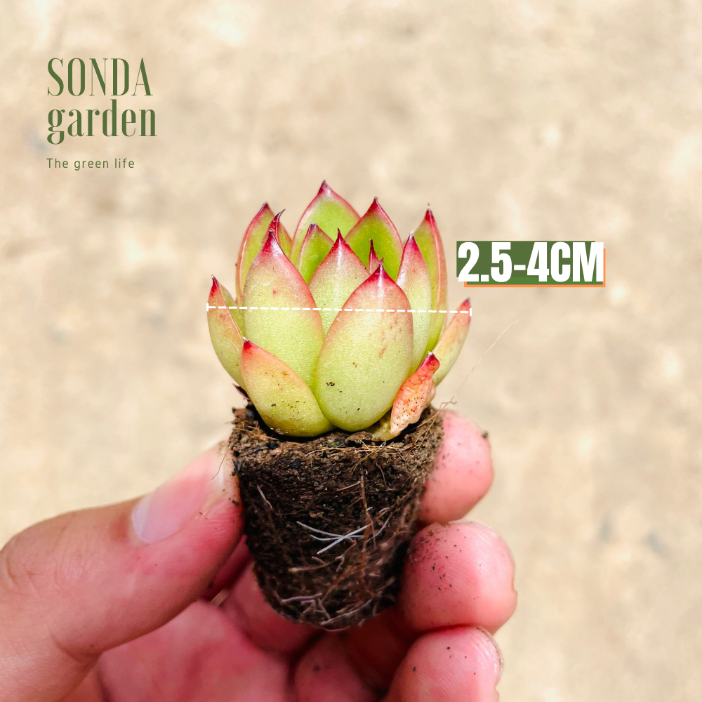 SEN ĐÁ VIỀN LỬA SIZE MINI, LỖI 1 ĐỔI 1