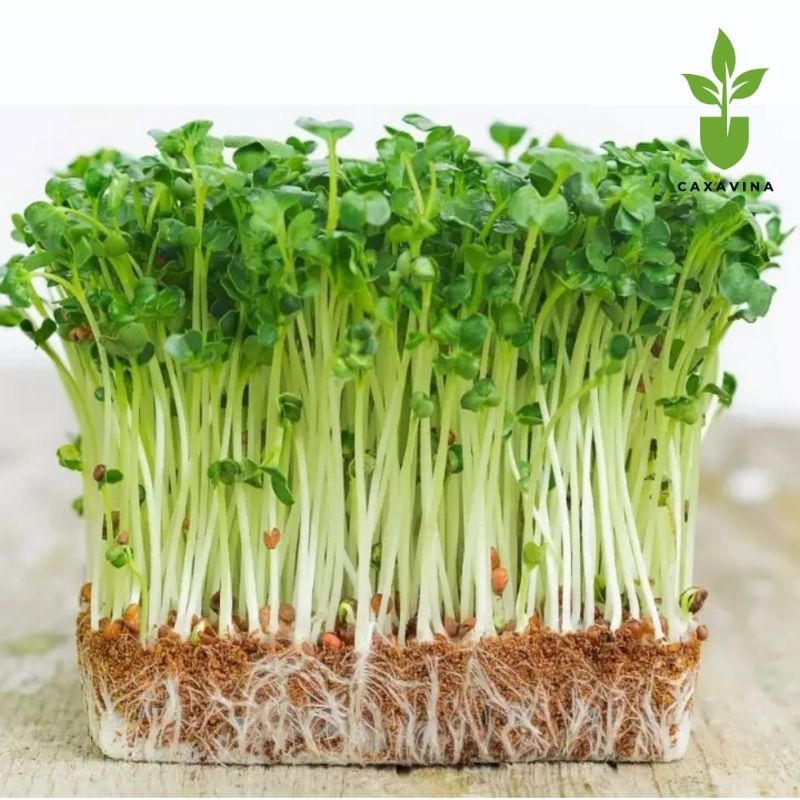 Hạt giống rau mầm củ cải trắng - Gói 20g