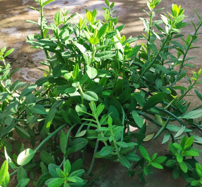 cây thạch anh trưởng thành-vườn của boss