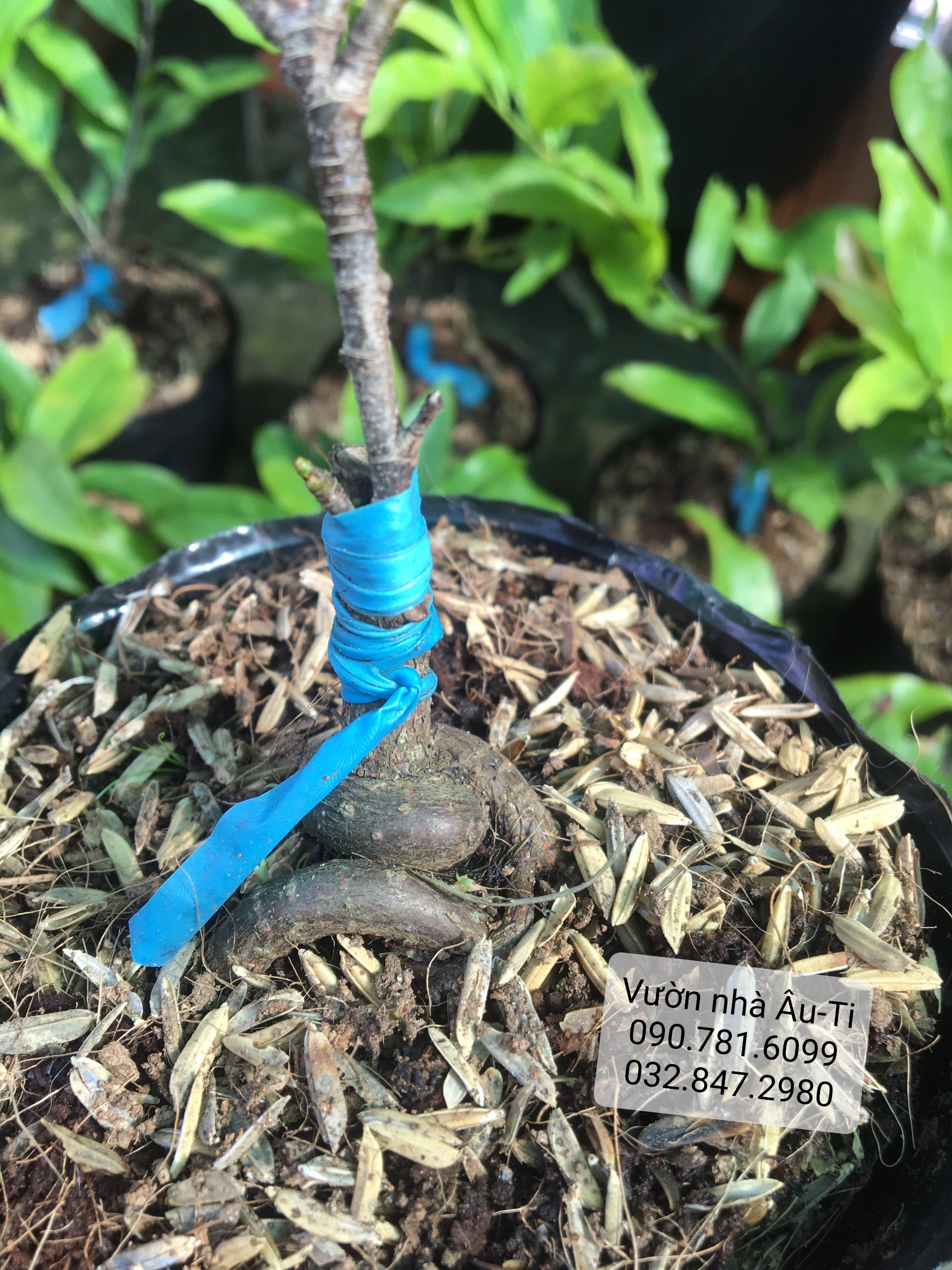 Mai cúc thọ hương bonsai mini [KHÁCH ĐƯỢC CHỌN CÂY SAU KHI LÊN ĐƠN]