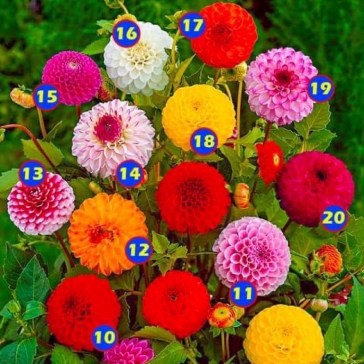 củ hoa thược dược tổ ong (1 củ )