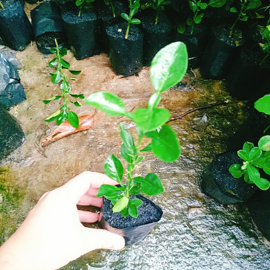 Cây Chúc (chanh thái) - Cây chanh ăn lá ( chanh hấp gà)