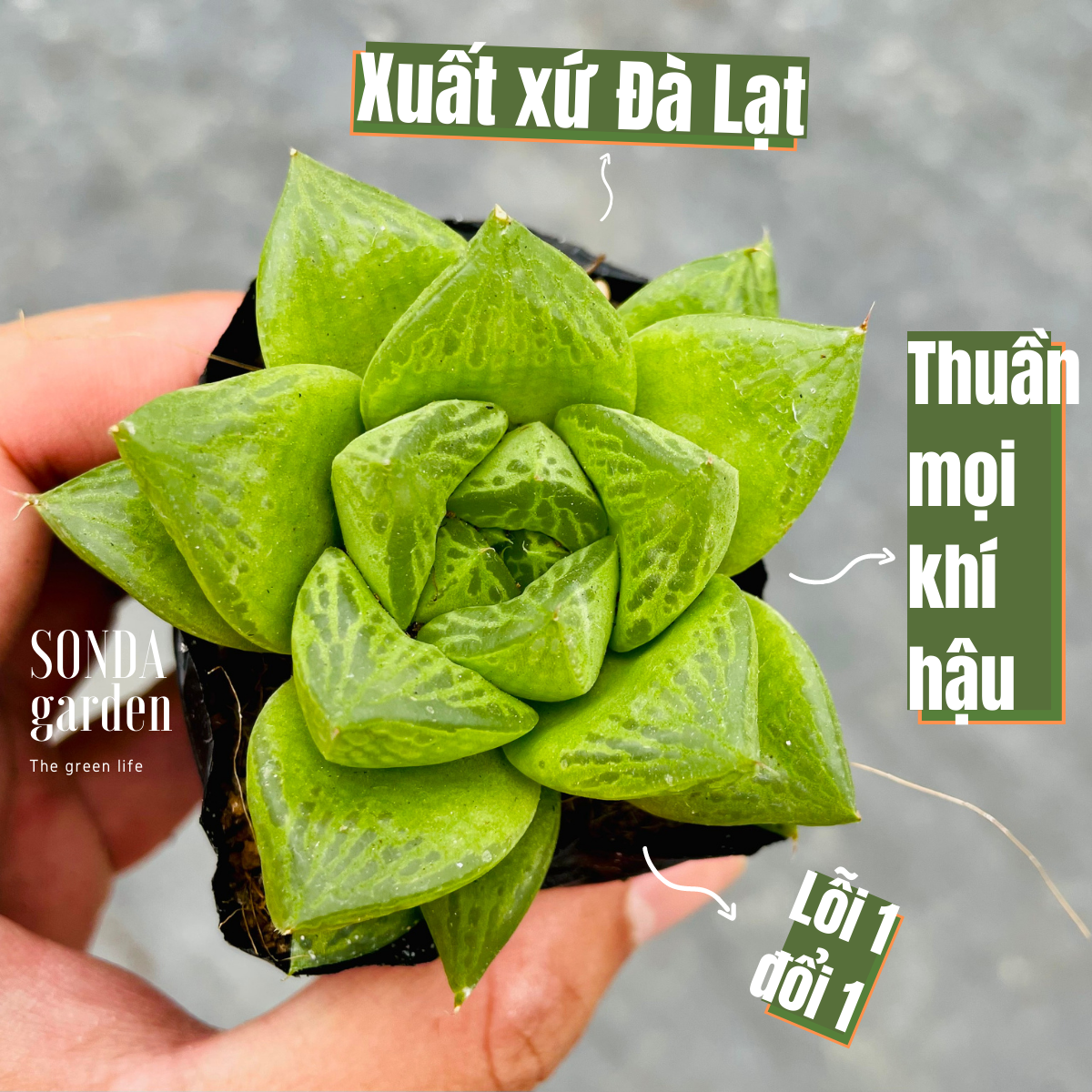 Sen đá ngọc lá lớn size bé lỗi 1 đổi 1