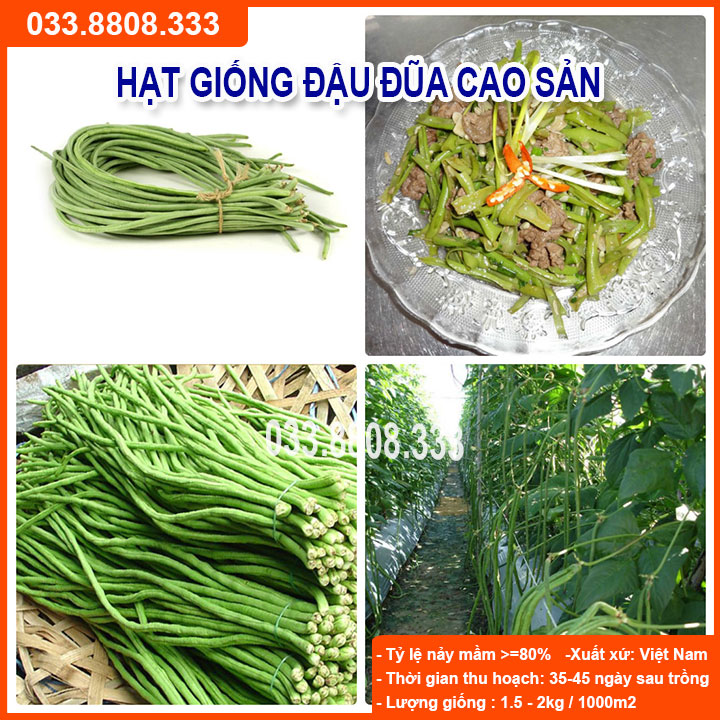 Hạt Giống Đậu Đũa 20gram -Năng Suất Cao