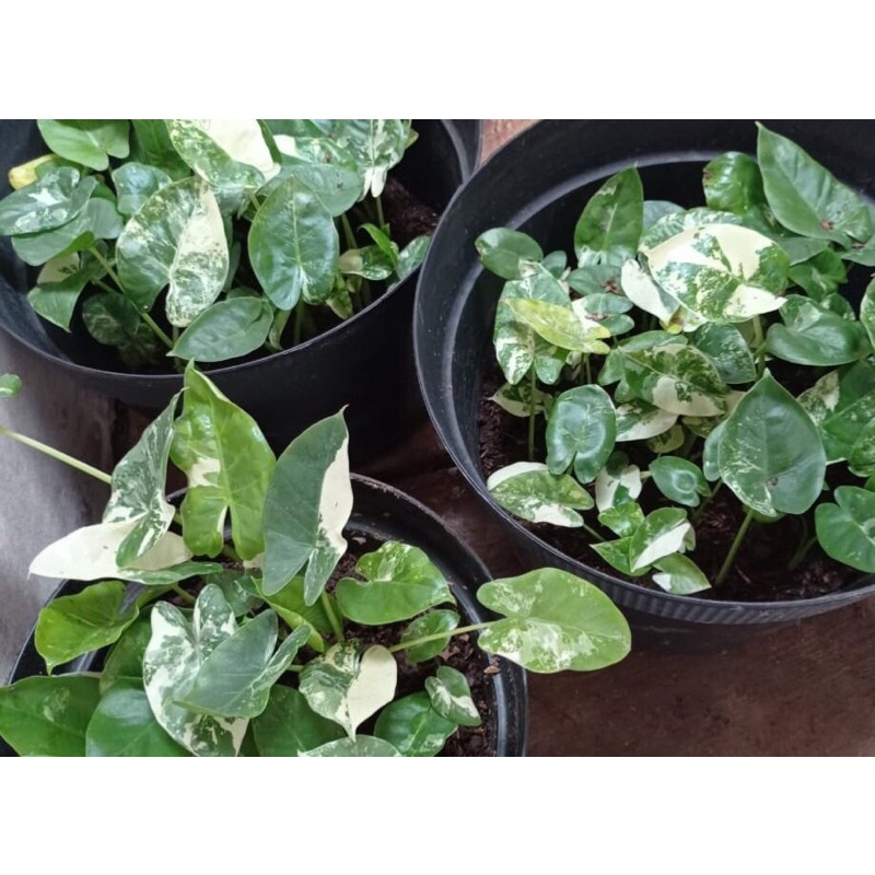 Ráy var, Alocasia macrorrhiza variegata, cây con