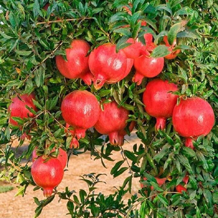 Cây lựu ấn độ siêu trái