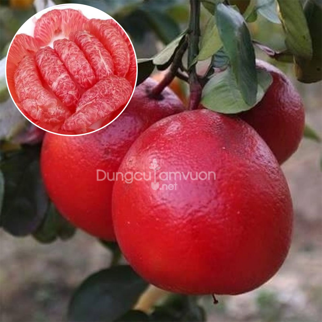 Cây giống BƯỞI ĐỎ (bưởi hồng) Phúc Kiến
