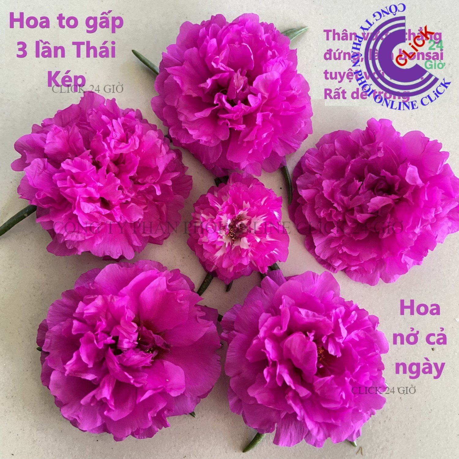 Chậu hoa mười giờ siêu to hoa 10h bông to ngắm hoa ngay️🦉 0776849238
