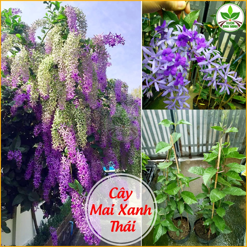 Cây Hoa mai xanh thái cao 1,5m trở lên