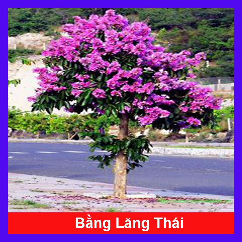 Cây Bằng Lăng Thái - cây cảnh sân vườn
