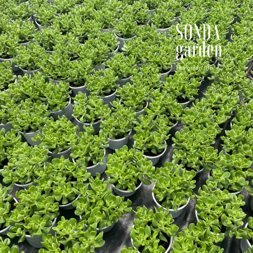 SEN ĐÁ THẠCH BÍCH LÁ XOĂN SIZE TRUNG BÌNH, LỖI 1 ĐỔI 1