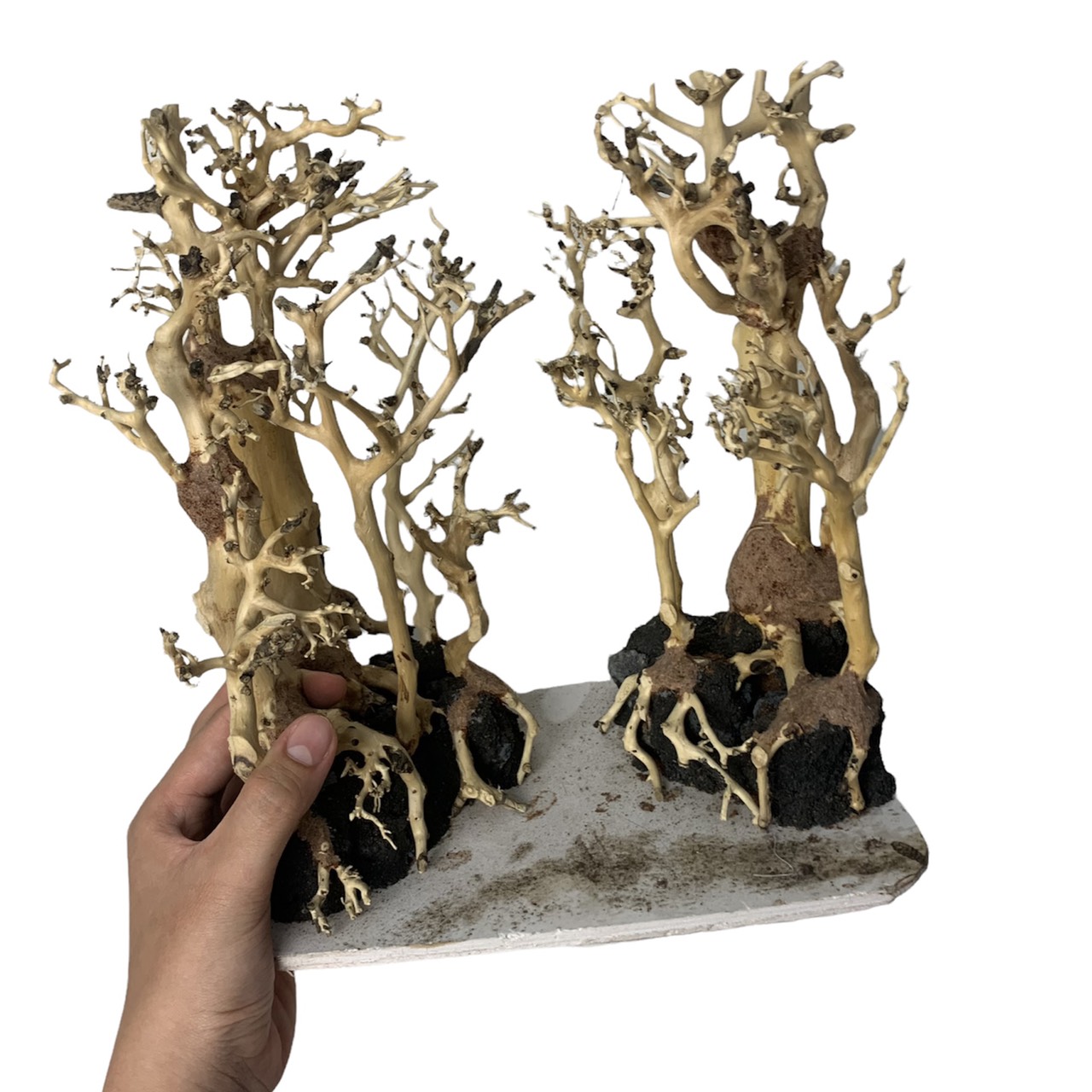 Cây bonsai thuỷ sinh đã tạo dáng và ghép đá - bonsai trang trí hồ cá, bể cá