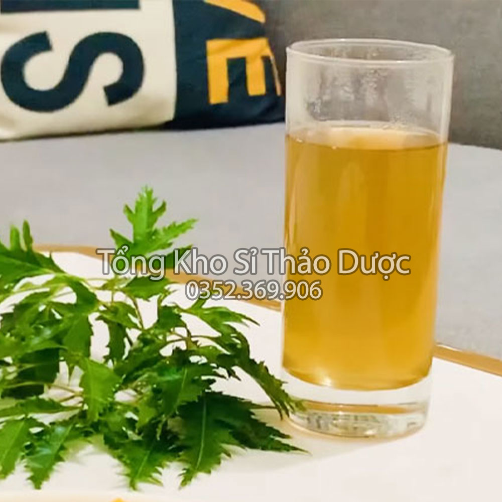 Lá đinh lăng khô 100g (Trà đinh lăng thanh lọc cơ thể, hỗ trợ mất ngủ)