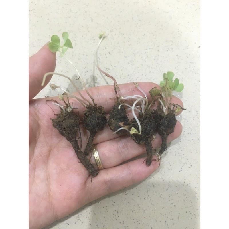 Cỏ ba lá(10 củ)HOA TẾT kèm phân