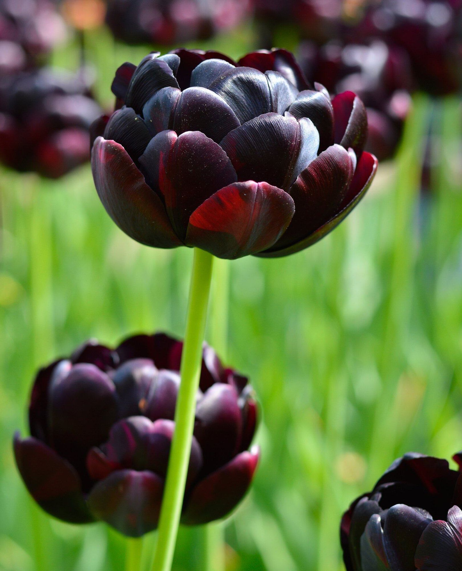 50 เมล็ดพันธุ์ Garden Seeds ทิวลิป เป็นสัญลักษณ์ของ จินตนาการ ความ