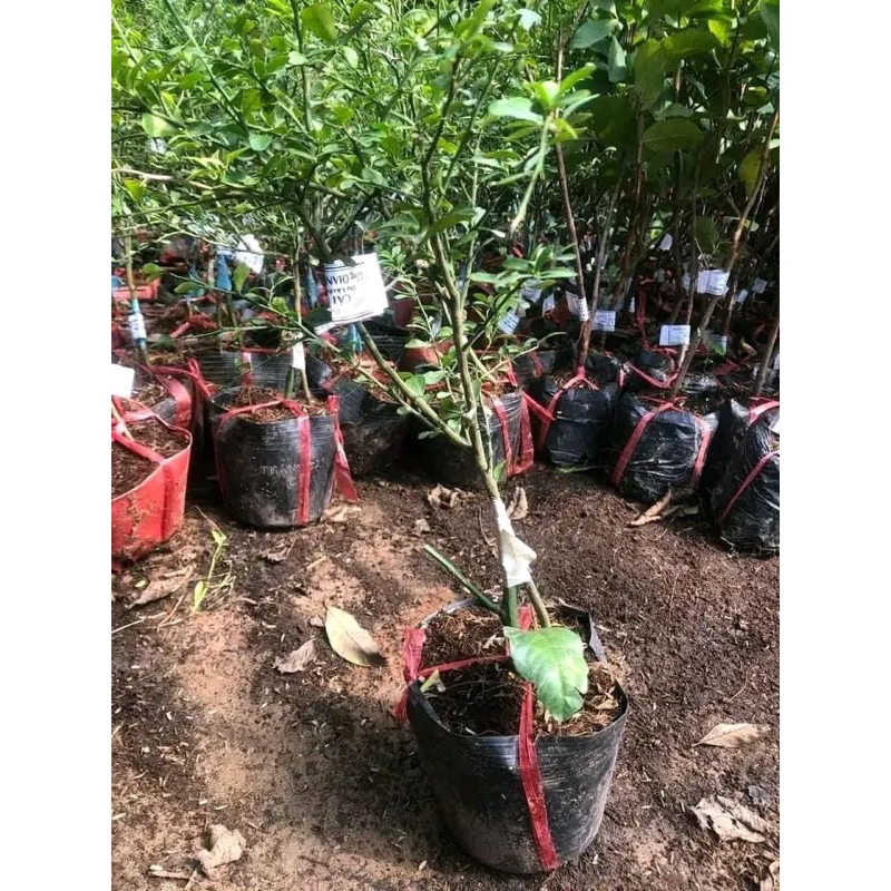 CÂY GIỐNG CHANH NGÓN TAY ÚC