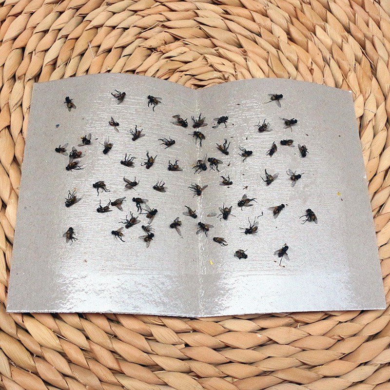 Miếng dán ruồi nhặng