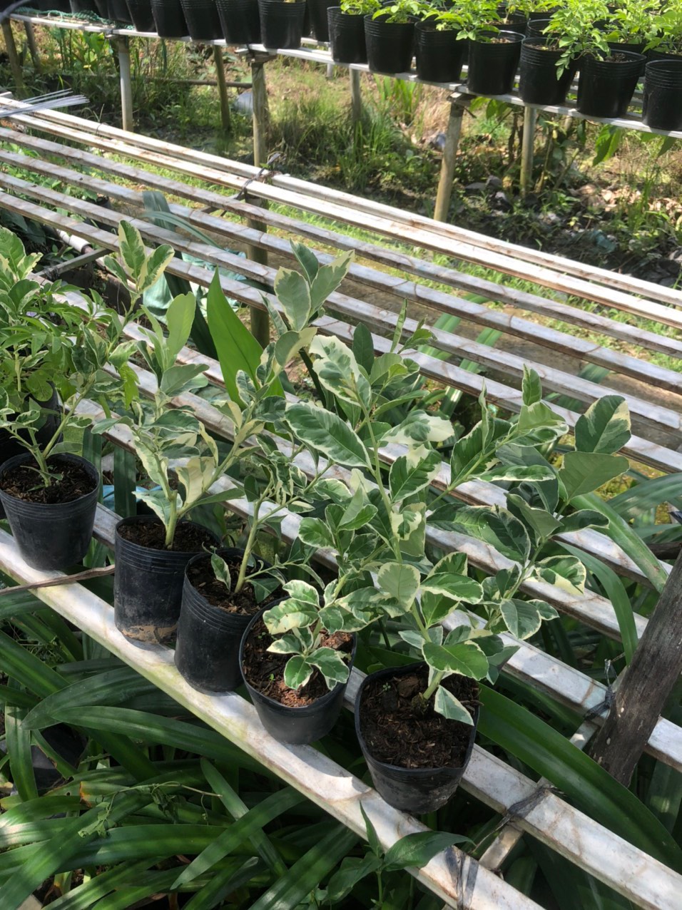 Cây giống chanh cẩm thạch