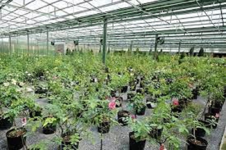Hoa hồng ngoại Vàng Pháp