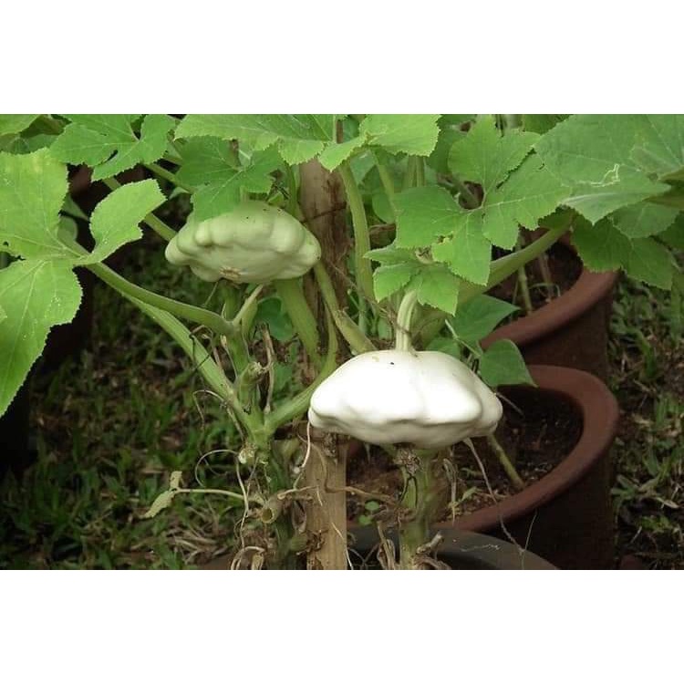 Hạt giống bí dĩa bay trắng - H2T FARM