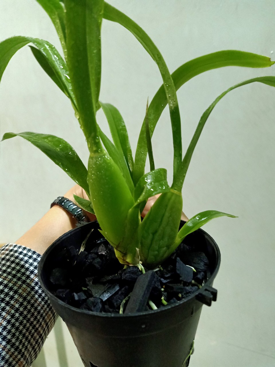 hoa lan vũ nữ NR ( nhện đỏ)