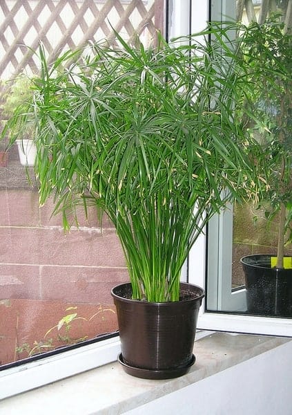 1 bụi cây thủy trúc-cây nhỏ giống