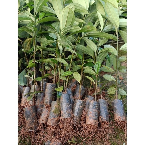 Cây quế giống cây cao 60-80cm cây khoẻ nhiều rễ