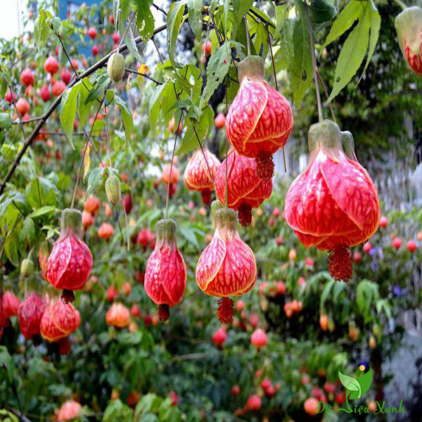 Cây hoa đèn lồng Abutilon pictum
