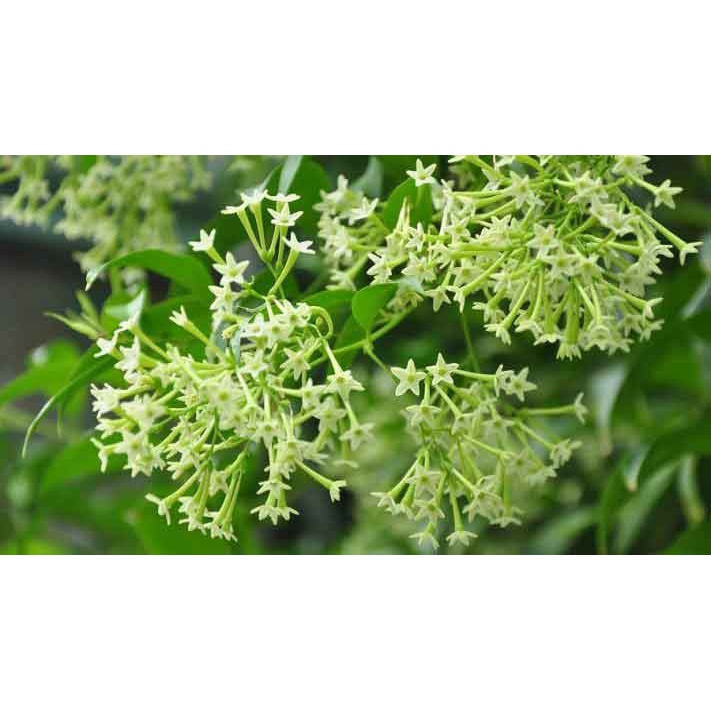 Hoa dạ lý hương - bầu cây giống