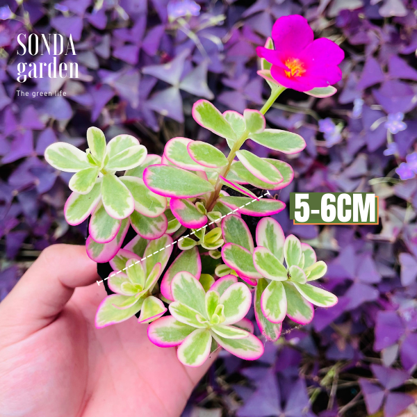 CỎ SAM HỒNG SIZE BÉ ĐÀ LẠT KHOẺ ĐẸP LỖI 1 ĐỔI 1