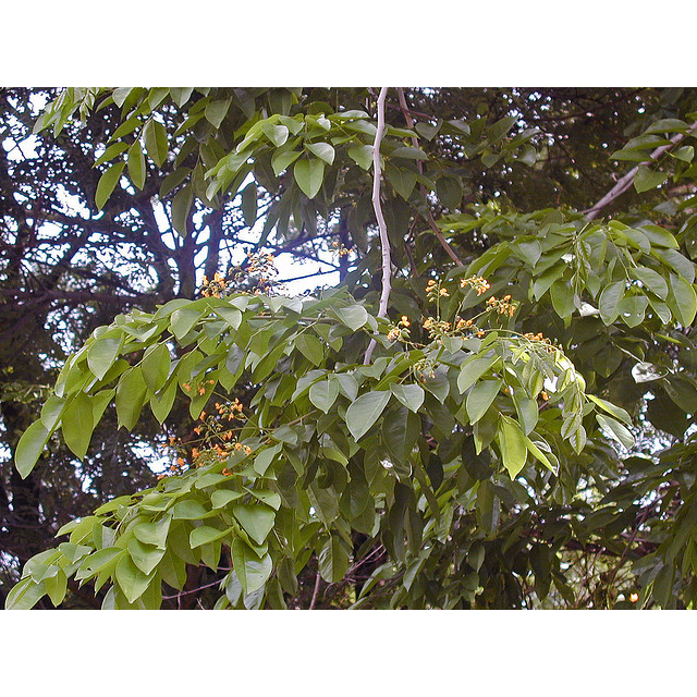 cây gỗ giáng hương giống (cây gỗ quý loại 1)