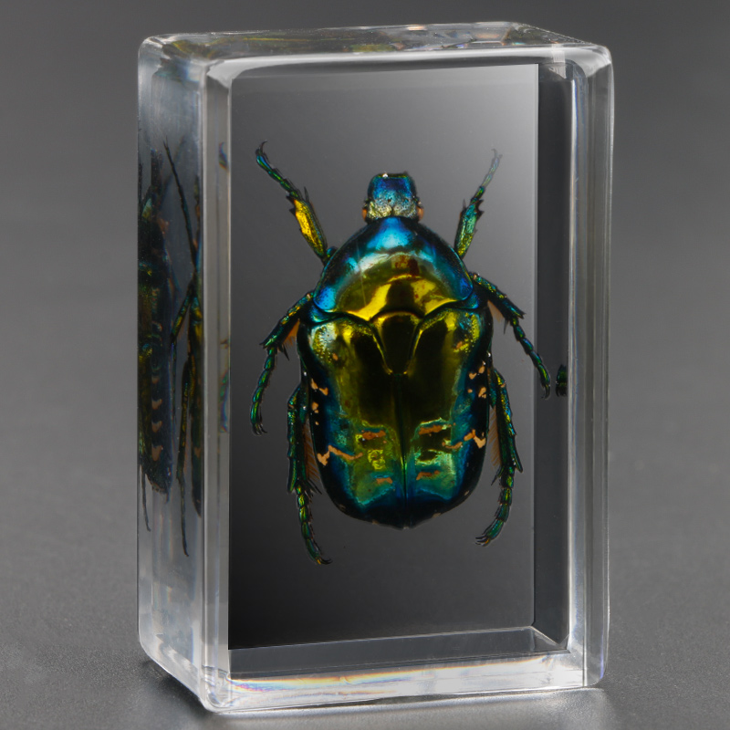 Real%20Insect%20Specimen%20Scorpion%20Spider%20Wasp%20Beetle%20Transparent%20Resin%20Ideas%20Small%20Ornament%20Teaching%20Observation%20Children's%20Hobbies%20-%20Image%205
