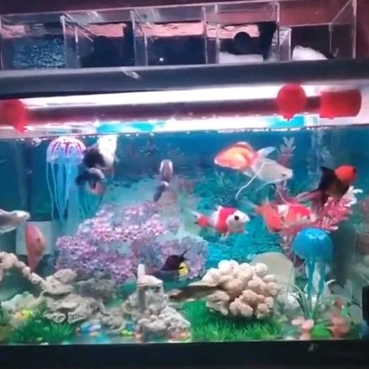 KANDILA PRO RED VIEW WIDE ANGLE PRO 1500 LAMPU LED CELUP TANNING AQUARIUM AQUASCAPE