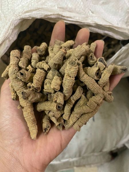 CỦ BA KÍCH RỪNG (TÍM) TƯƠI (HÚT CHÂN KHÔNG)