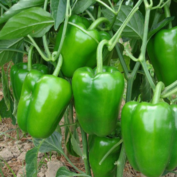 Hạt Giống Ớt Chuông Sai Trái (0.1gr)