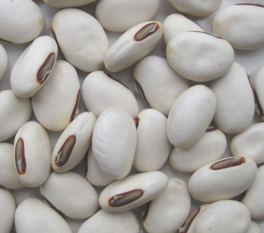 Hạt giống đậu kiếm Jack bean