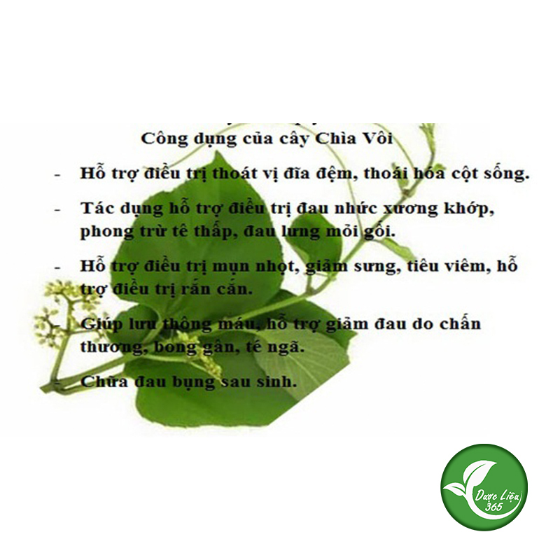 Cây chìa vôi khô [1KG]