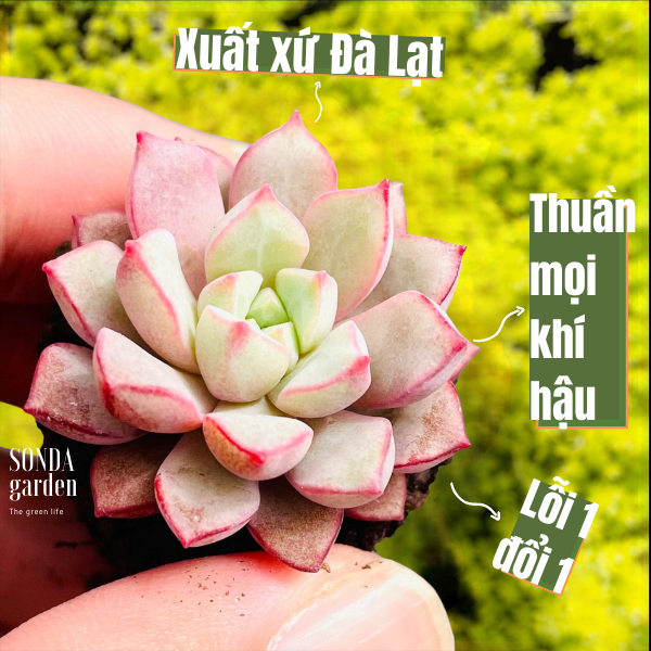 SEN ĐÁ KIM CƯƠnG TÍM SIZE MINI LỖI 1 ĐỔI 1