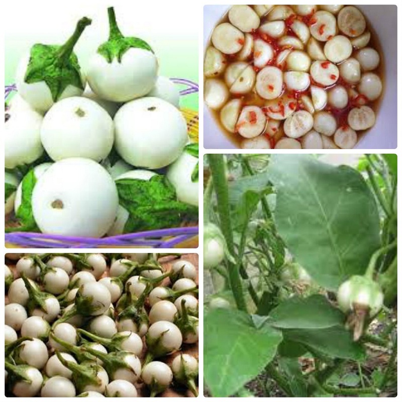 [HCM] Hạt giống Cà pháo trắng - Gói 0.5g