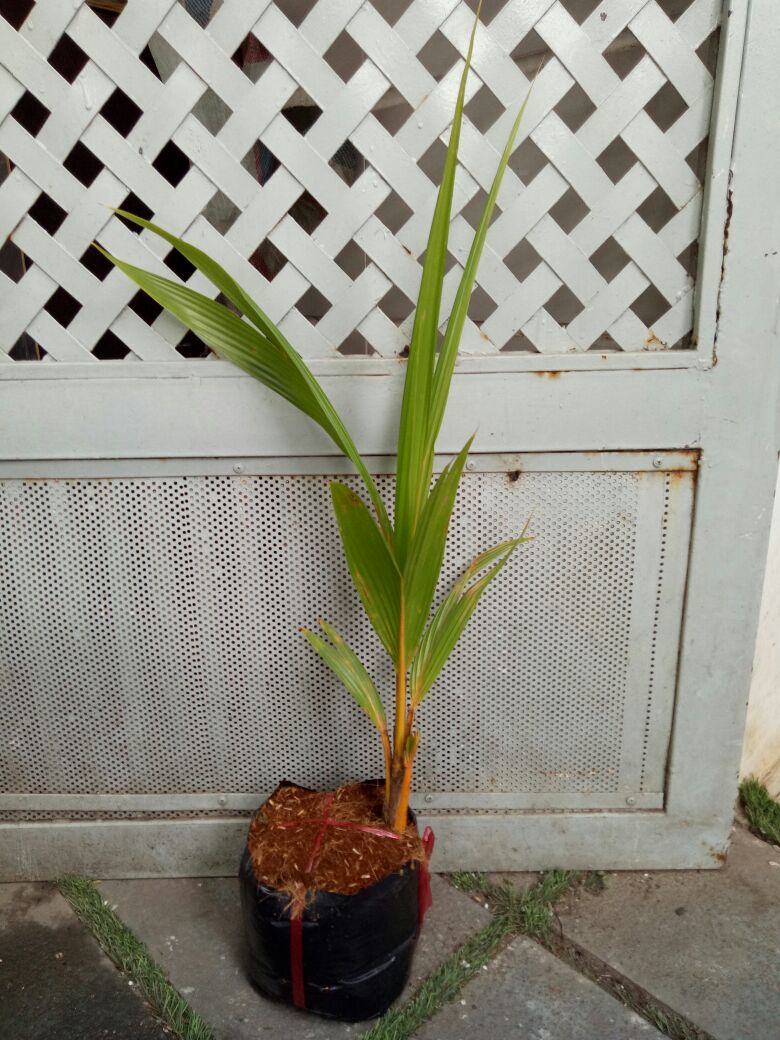 cây giống dừa xiêm đỏ mã lai (Giống cây dừa malaysi)