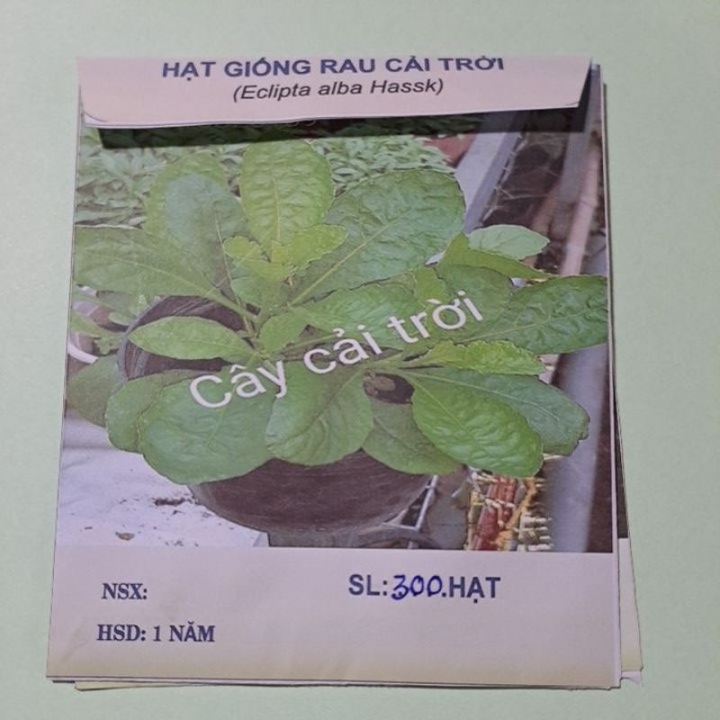 [MUA 2 TẶNG 1] 300 Hạt Giống rau cải trời