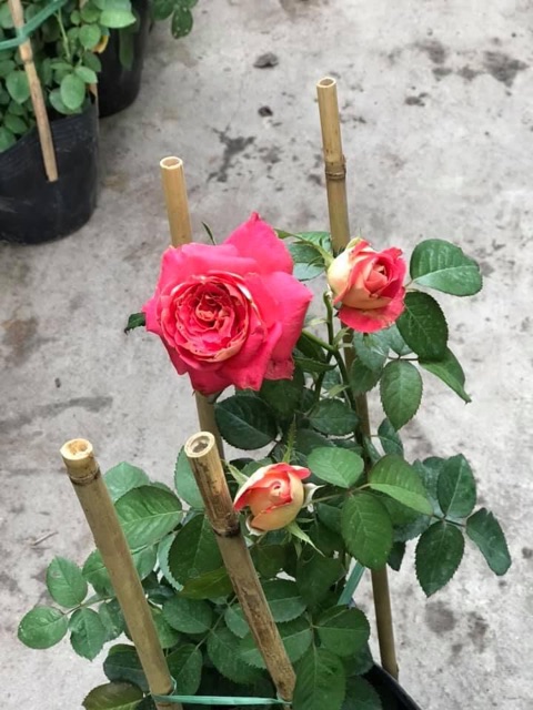 Hồng 2 Da Sa Đéc - cây cảnh để bàn