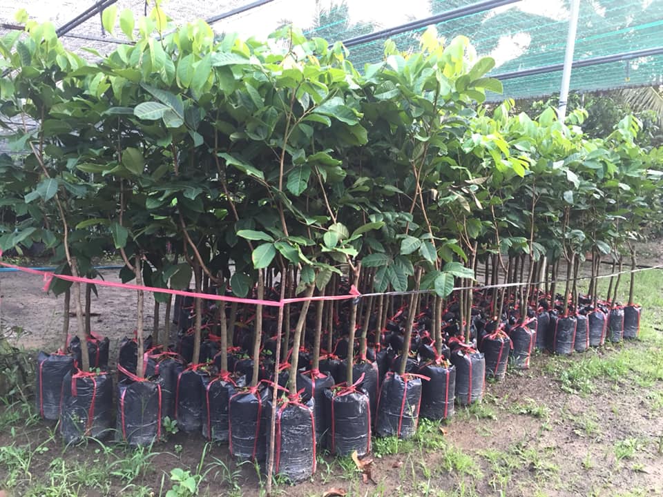 Cây giống Chôm chôm thái (cây giống đối chứng )