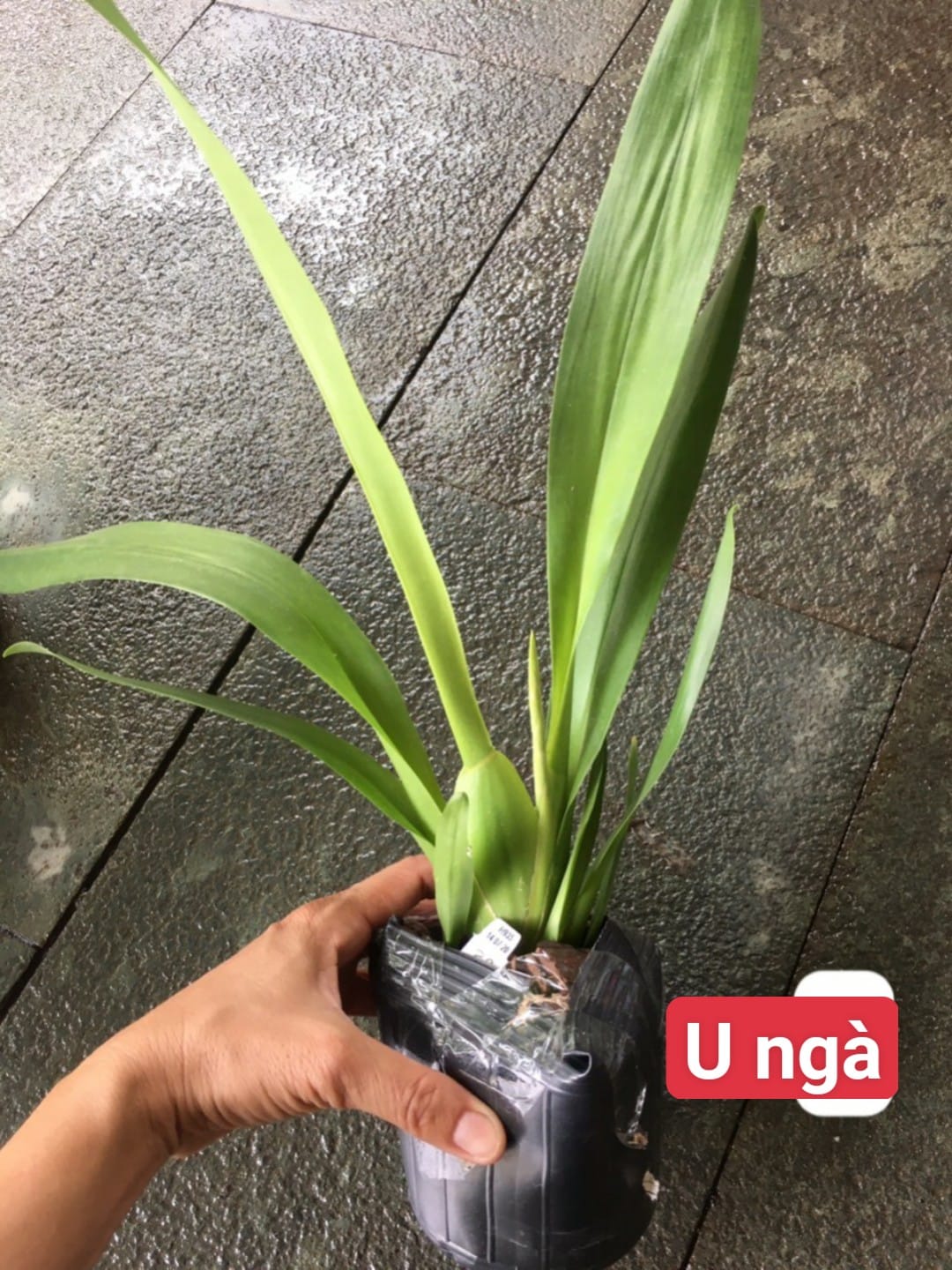 Vũ Nữ U NGÀ- chậu trưởng thành