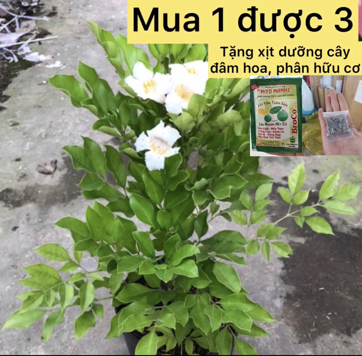 caykiengsadec - Nguyệt quế thái hoa thơm + tặng phân bón cho cây - hoa kiểng lá - cây phong thủy - trang trí nội thất cảnh quan ngoài trời