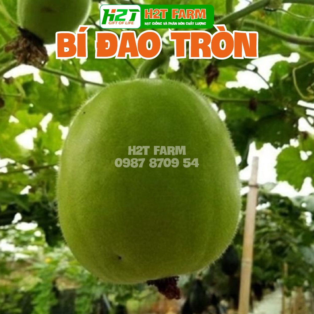 Hạt giống bí đao trái tròn - h2t farm