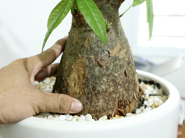 Cây Kim Ngân củ